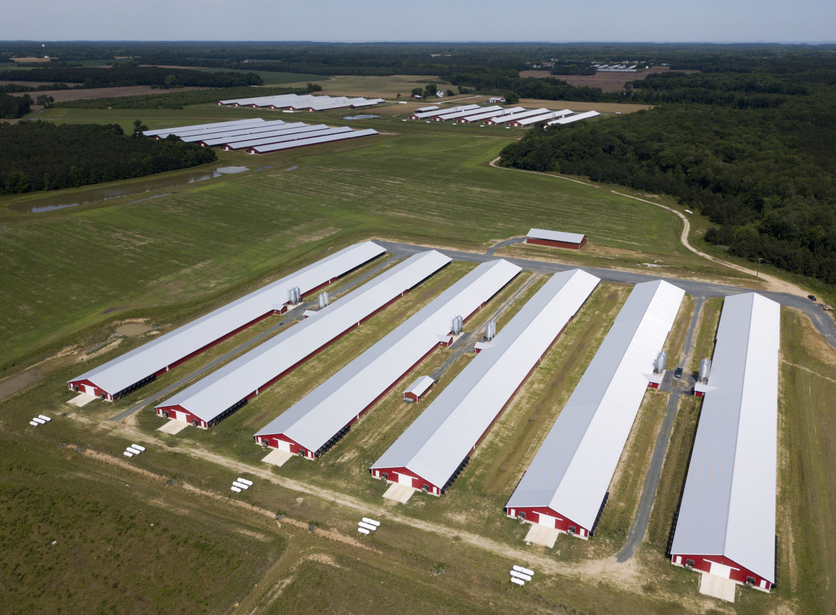 Virginia Chicken Farms